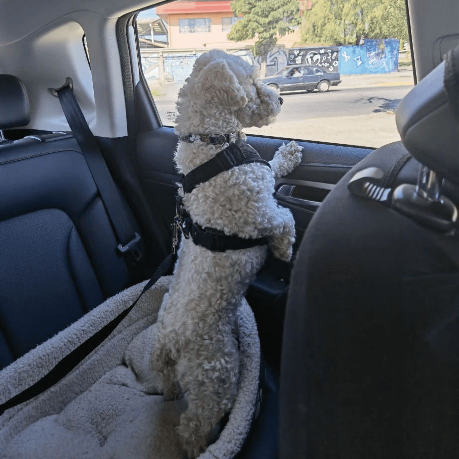 Bilsele + Hundbälte