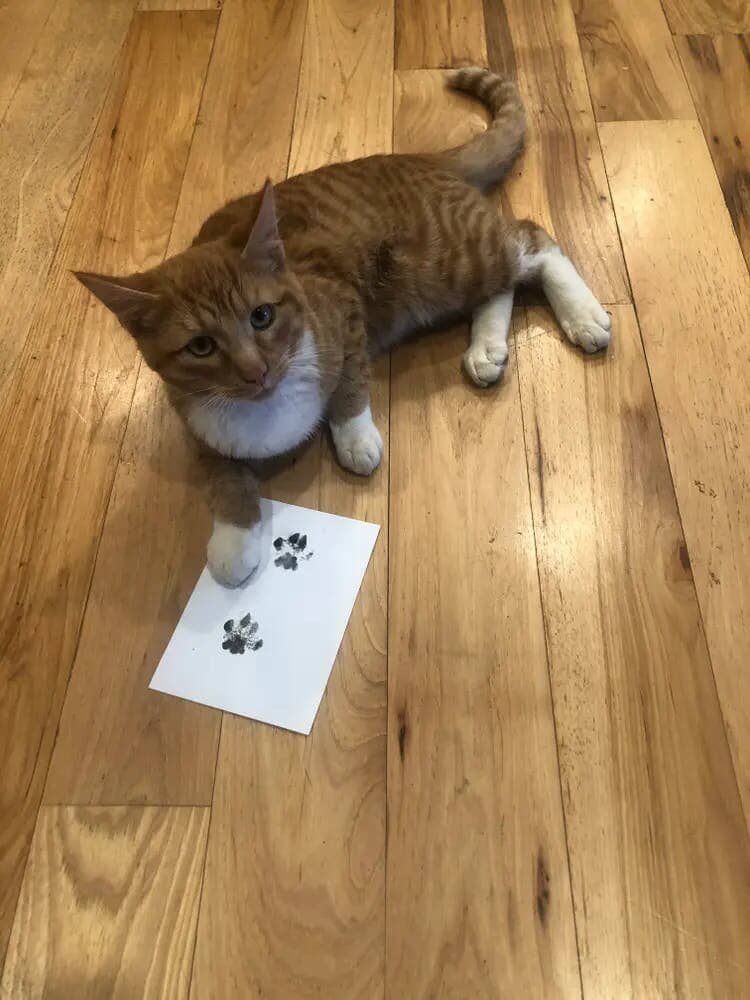 Tasstavlan – Gör tassavtryck på hund hemma – enkelt & utan bläck