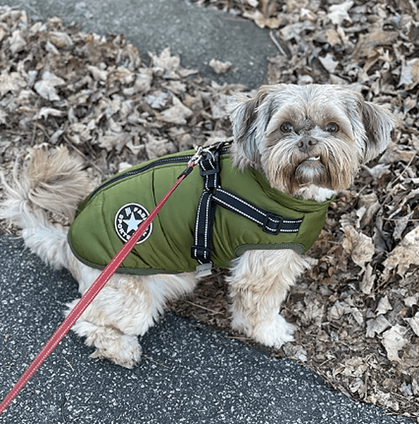 Varm hundjacka med inbyggd sele