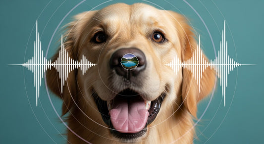 The Science Behind Sound: Help Your Pet Relax and Engage