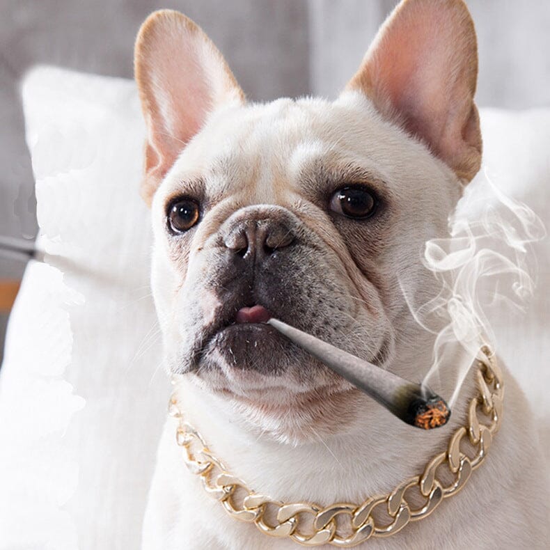Guldkedja till hund