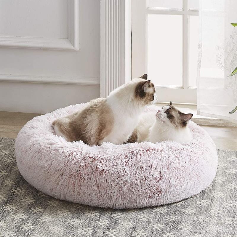 Lugnande kattsäng
