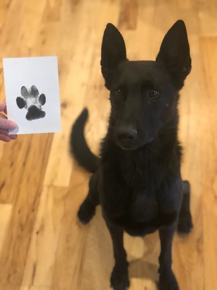 Tasstavlan – Gör tassavtryck på hund hemma – enkelt & utan bläck